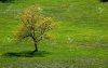 957449-Landscape-Lonely-tree-on-the-field-with-small-flowers-Stock-Photo.jpg